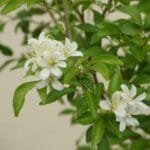 Murraya Paniculata (Orange Jasmine Plant)
