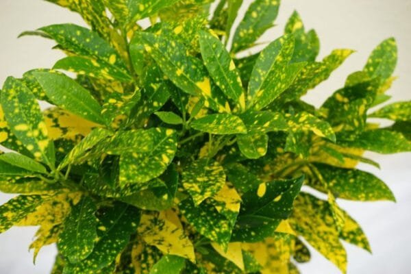 Croton Lemon Plant - Gold Dust