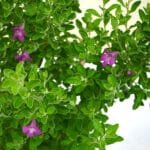 Leucophyllum Plant (Texas Ranger or Texas Sage, Texas Barometer Bush, Cenicilla)