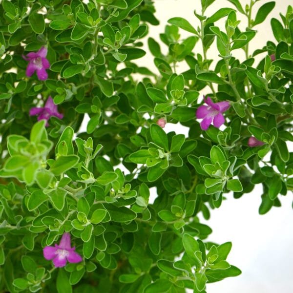 Leucophyllum Plant (Texas Ranger or Texas Sage, Texas Barometer Bush, Cenicilla)
