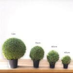 Ehretia Microphylla - Fukien Tea Tree - Ehretia Ball Shape