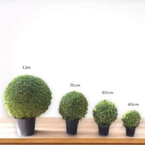 Ehretia Microphylla - Fukien Tea Tree - Ehretia Ball Shape