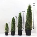 Ehretia Cone Shape - Ehretia Microphylla - Fukien Tea