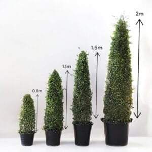 ehretia-cone-shape-ehretia-microphylla-fukien-tea.jpg