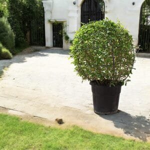 ehretia-microphylla-fukien-tea-tree-ball-3.jpg