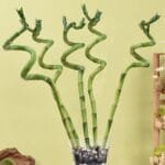 Elegant Spiral Lucky Bamboo in Decorative Glass Vase