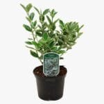 Euonymus japonicus - Albomarginatus