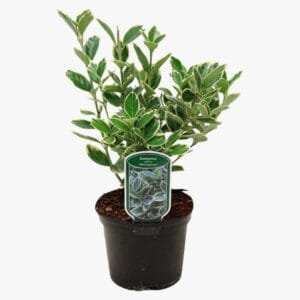 Euonymus japonicus - Albomarginatus