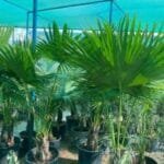 Livistona Palm - Chinese Fan Palm - Large Leaves