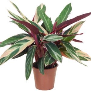 Stromanthe Triostar Plant