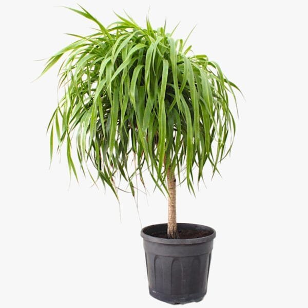 Dracena Draco Multi Stem