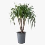 Dracena Draco Multi Stem