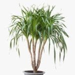 Dracena Draco Multi Stem