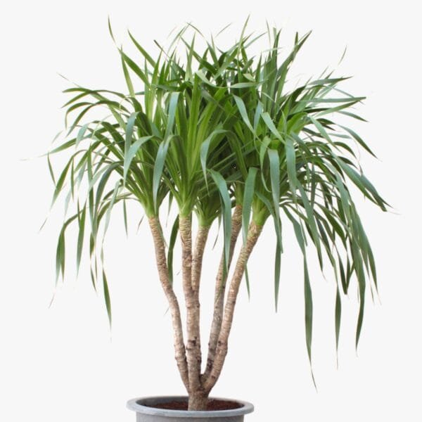 Dracena Draco Multi Stem