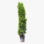 Ficus Cone - Ficus Diversifolia