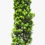 Ficus Cone - Ficus Diversifolia