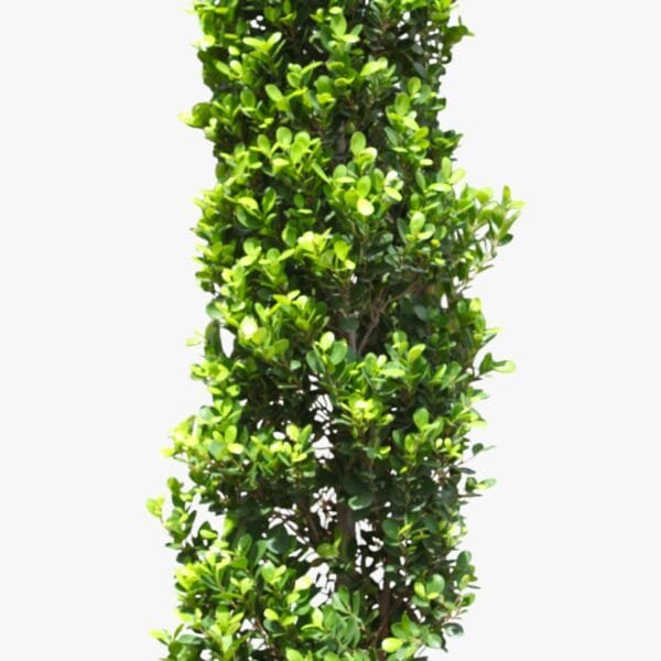 Ficus Cone - Ficus Diversifolia