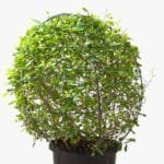 Ehretia Microphylla - Fukien Tea Tree - Ehretia Ball Shape