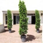 Ficus Cone - Ficus Diversifolia