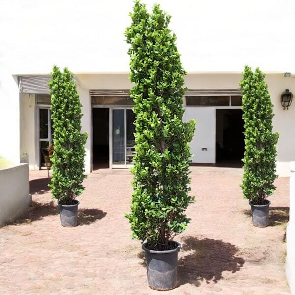 Ficus Cone - Ficus Diversifolia