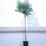 Ficus Altissima - Council Tree