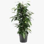 Ficus Benjamina - Danielle