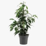 Ficus Benjamina - Danielle