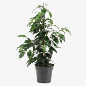 ficus-benjamina-dainiel-2.jpg