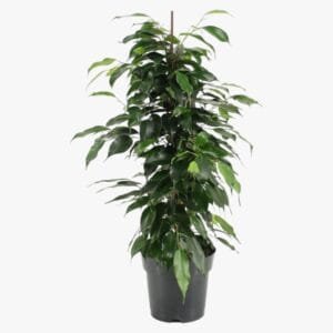 Ficus Benjamina - Danielle
