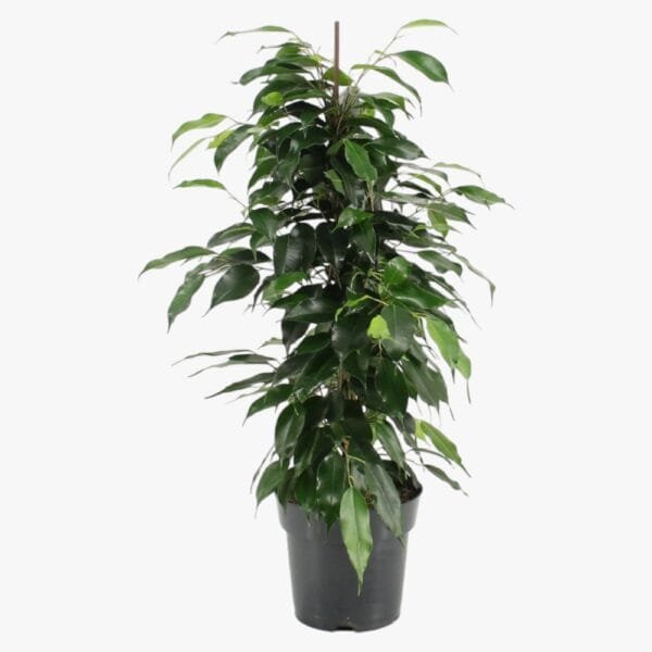 Ficus Benjamina - Danielle