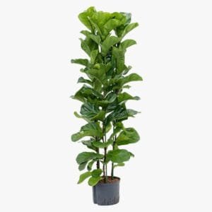 Ficus Lyrata - Fiddle Leaf Fig - Fig Tree