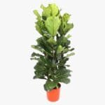 Ficus Lyrata - Fiddle Leaf Fig - Fig Tree