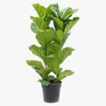Ficus Lyrata - Fiddle Leaf Fig - Fig Tree
