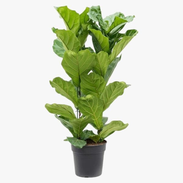 Ficus Lyrata - Fiddle Leaf Fig - Fig Tree