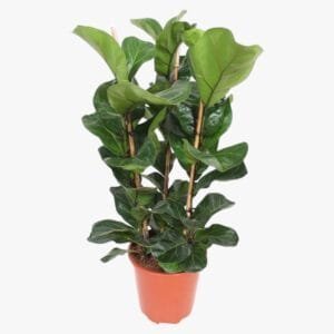 ficus-lyrata-80cm.jpg