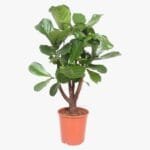 Ficus Lyrata - Fiddle Leaf Fig - Fig Tree