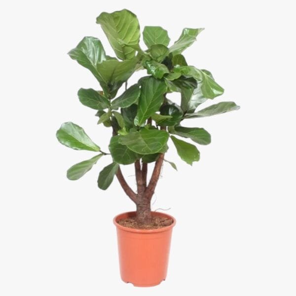 Ficus Lyrata - Fiddle Leaf Fig - Fig Tree