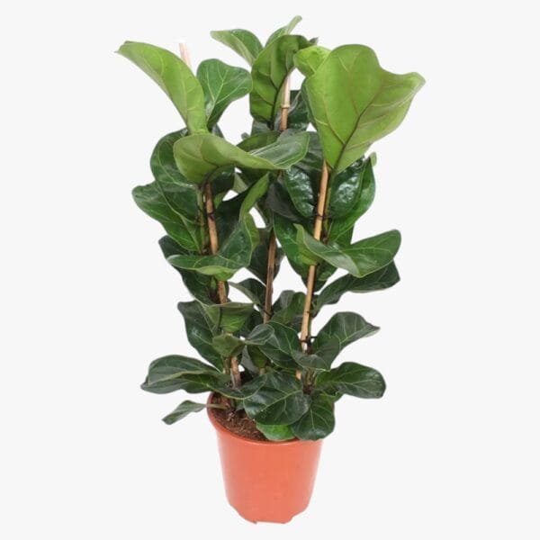 Ficus Lyrata - Fiddle Leaf Fig - Fig Tree
