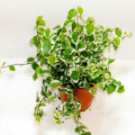 Ficus pumila - Variegated - Creeping Fig