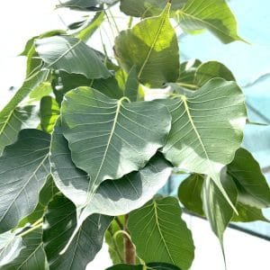 Ficus Religiosa - Sacred Fig Tree