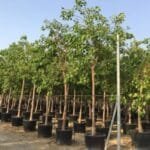 Ficus Religiosa - Sacred Fig Tree