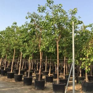 Ficus Religiosa - Sacred Fig Tree
