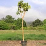 Ficus Religiosa - Sacred Fig Tree