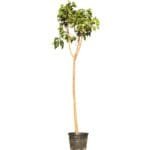 Ficus Religiosa - Sacred Fig Tree