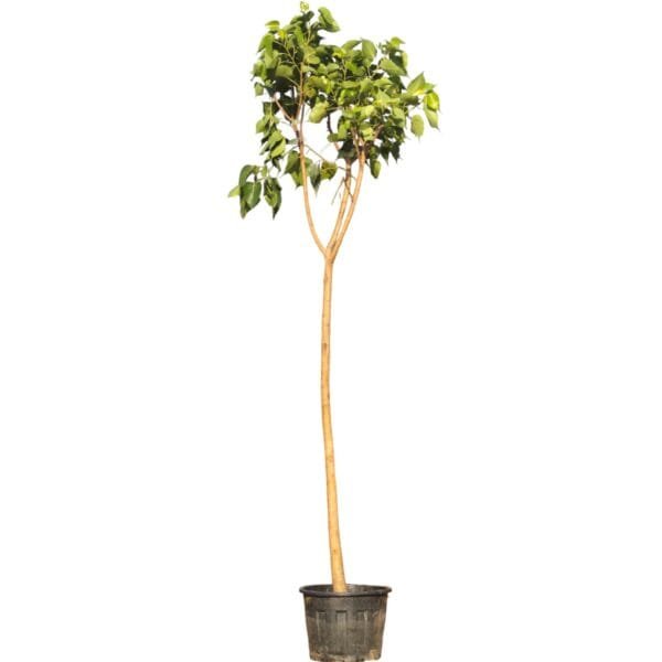 Ficus Religiosa - Sacred Fig Tree