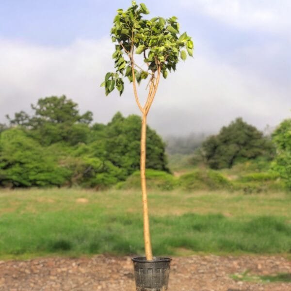 Ficus Religiosa - Sacred Fig Tree