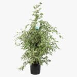 Ficus Benjamina - Starlight - Benjamin Tree