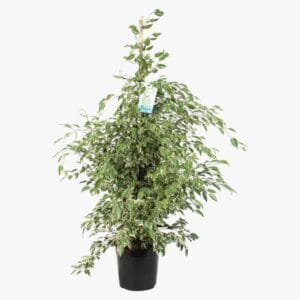 ficus-starlight-2.jpg