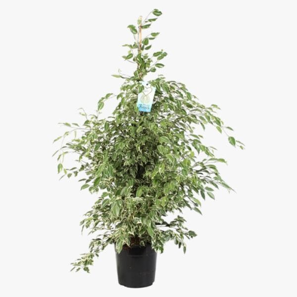 Ficus Benjamina - Starlight - Benjamin Tree