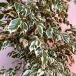 Ficus Benjamina - Starlight - Benjamin Tree
